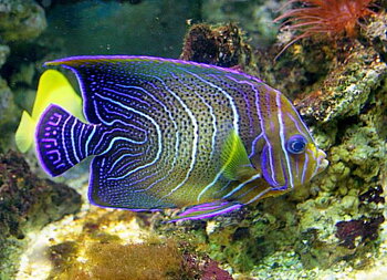 Pomacanthus semicirculatus