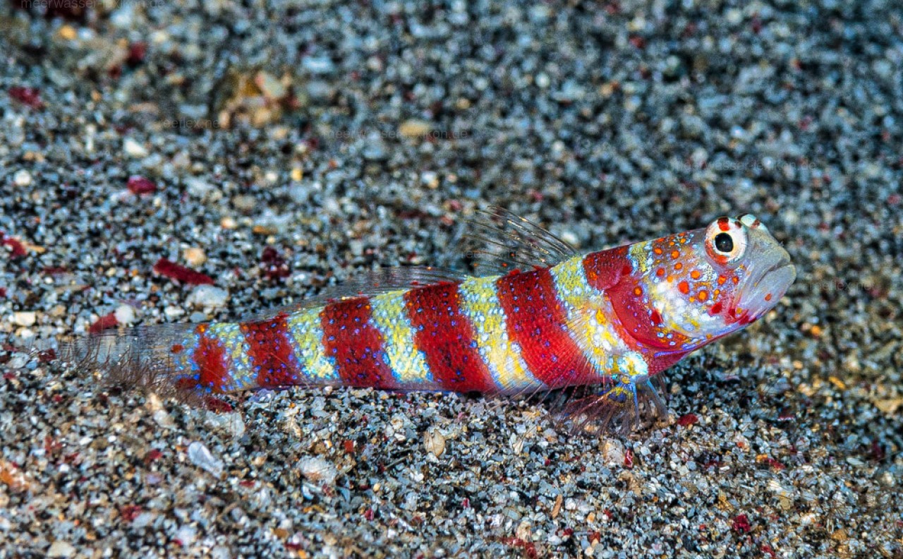 Amblyeleotris wheeleri (reef safe)