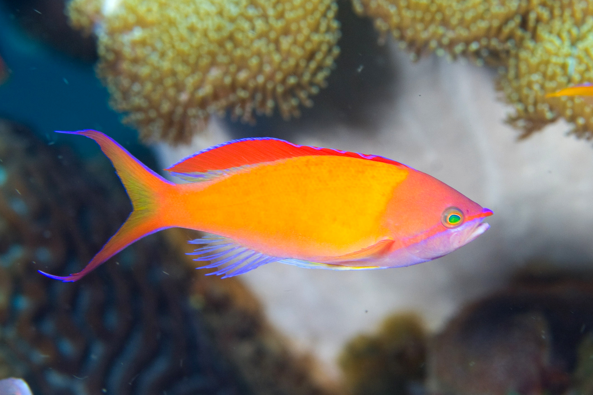 Pseudanthias dispar (reef safe)