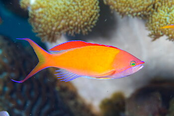 Pseudanthias dispar (reef safe)