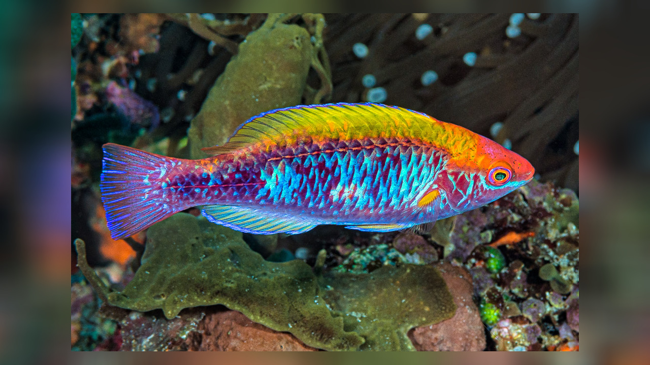 Cirrhilabrus Lubbocki