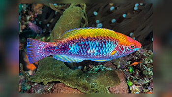 Cirrhilabrus Lubbocki