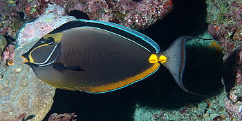 Naso lituratus (reef safe)