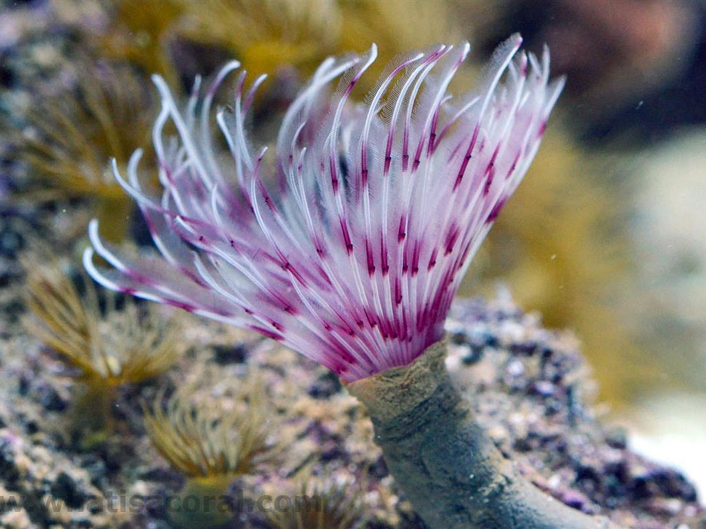 Sabellastarte (Red/White)