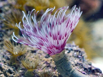 Sabellastarte (Red/White)