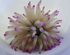 Condylactis gigantea 