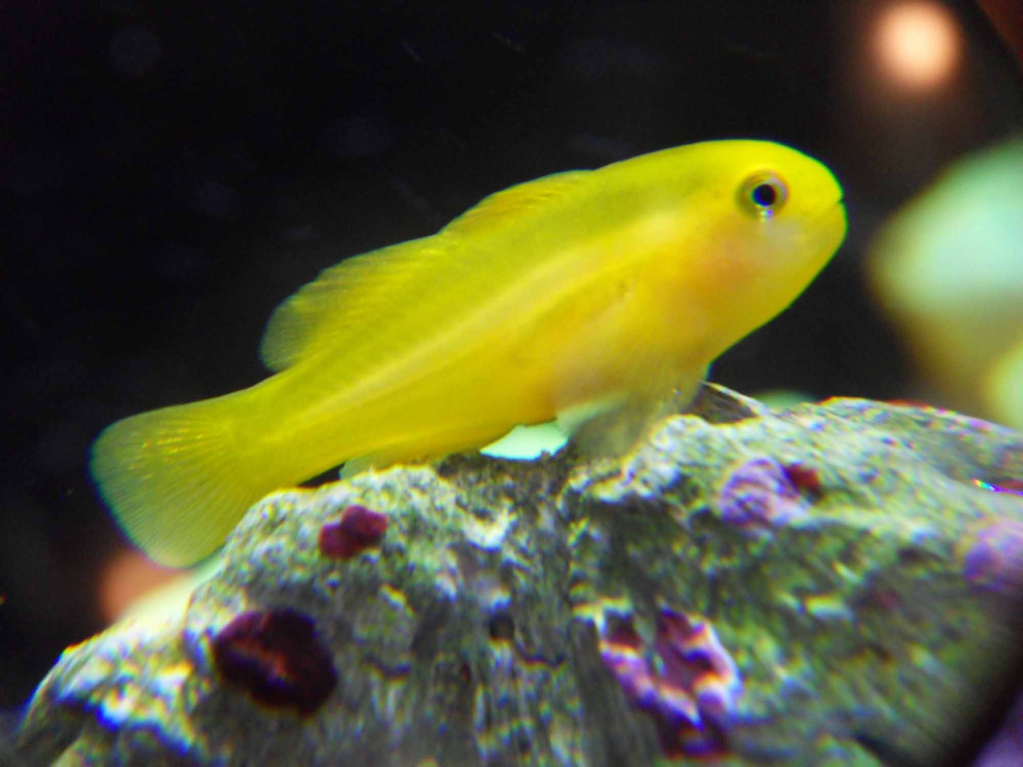 Gobiodon okinawae (reef safe)