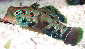 Pterosynchiropus picturatus  (reef safe)