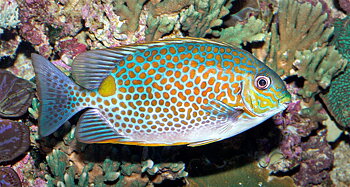 Siganus guttatus