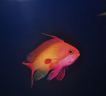 Pseudanthias squamipinnis male (reef safe)