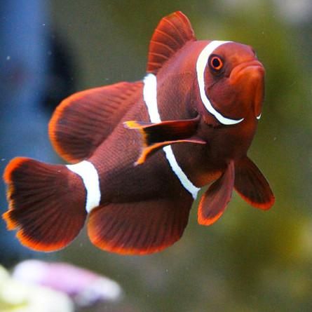 Premnas biaculeatus (reef safe) par
