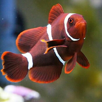 Premnas biaculeatus (reef safe) par