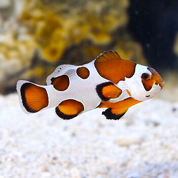 Amphirion ocellaris Orange storm par (reef safe)