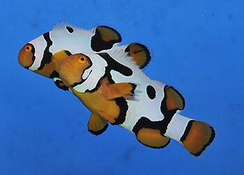 Amphiprion percula premium picasso (reef safe)