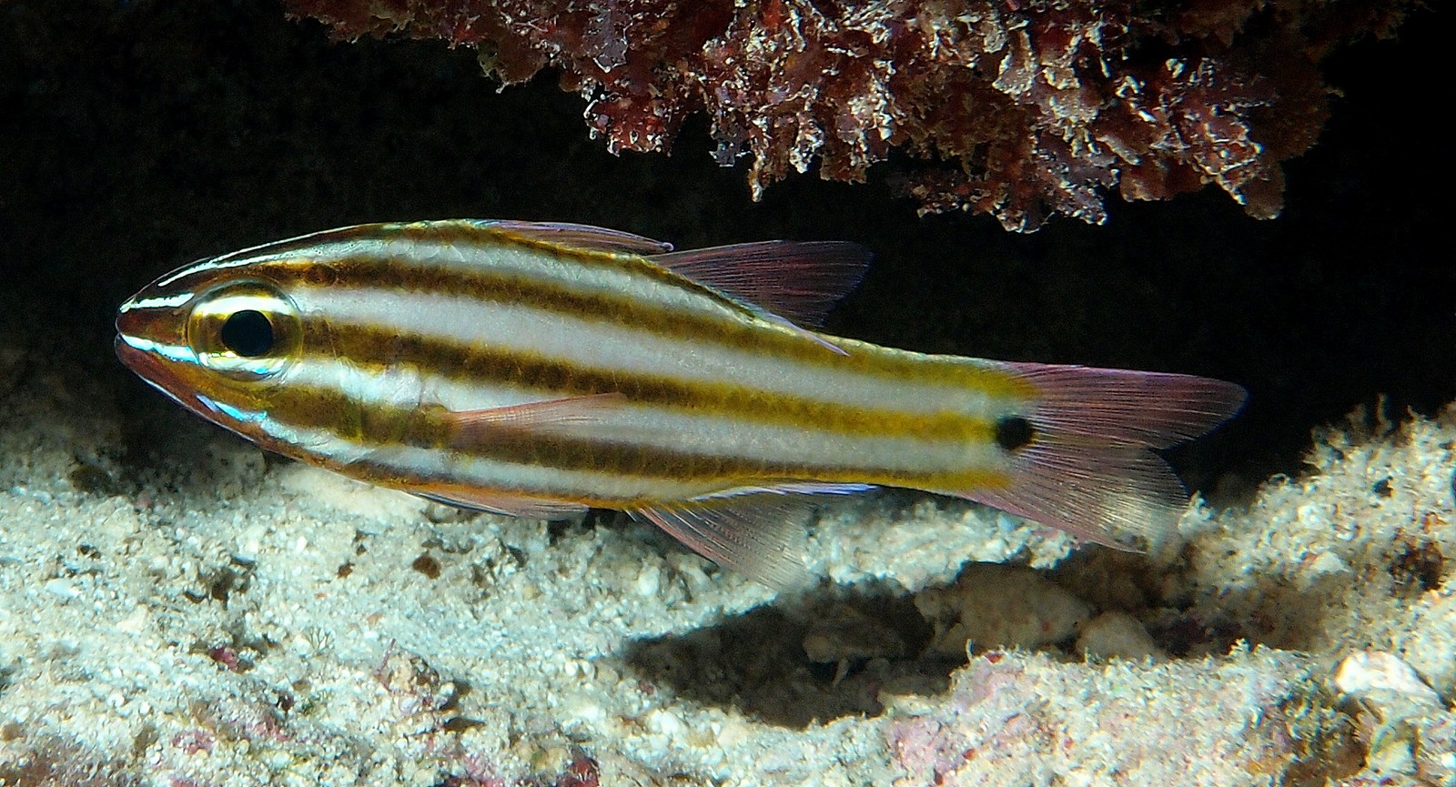 Apogon angustatus (reef safe)