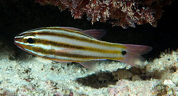 Apogon angustatus (reef safe)