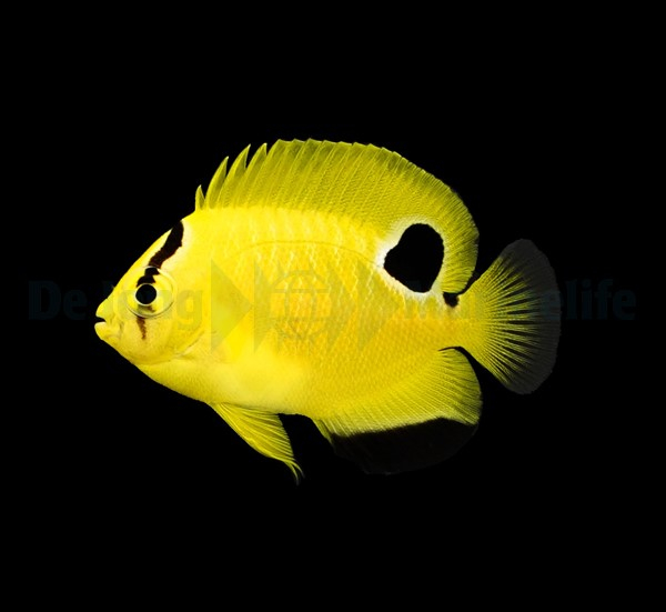 Apolemichthys xanthopunctatus odlad
