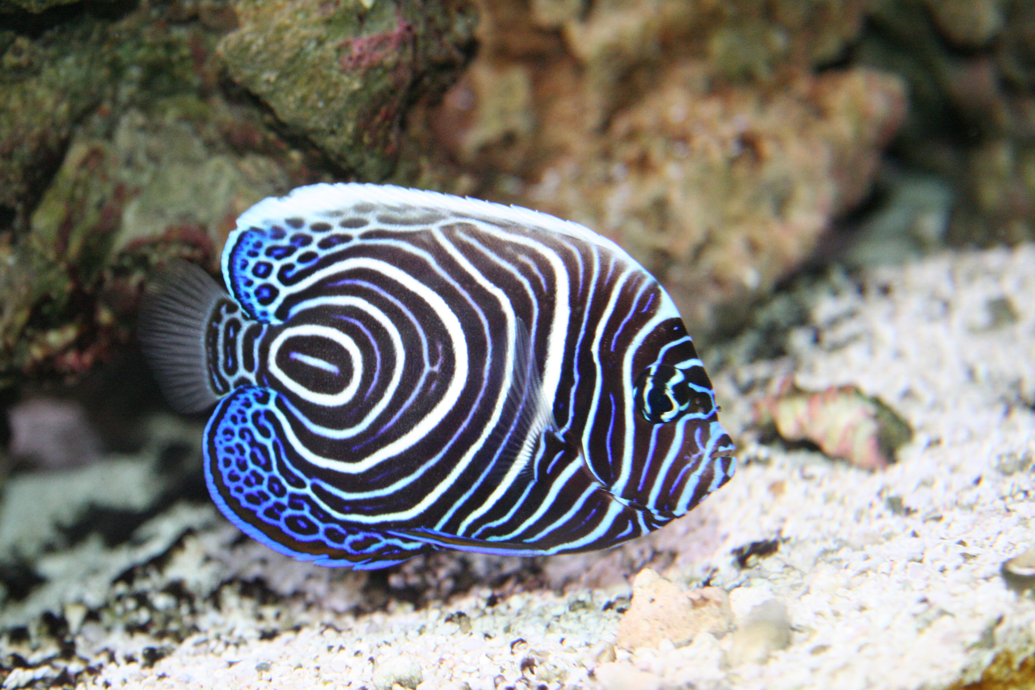 Pomacanthus imperator T.B