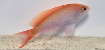 Pseudanthias Cooperi (reef safe)
