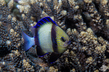 Dascyllus carneus (reef safe)