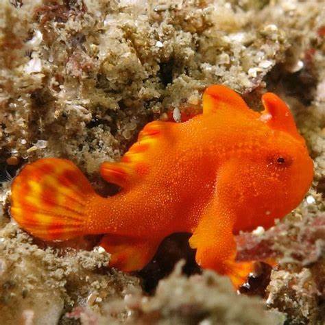Antennarius spp. Orange