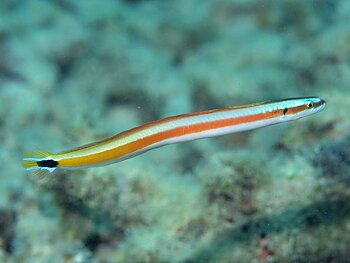 Gunnellichthys curiosus (reef safe)
