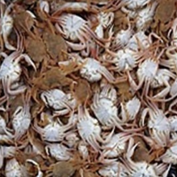 Frozen Crab - 75 g