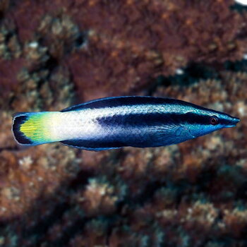 Labroides Bicolor (reef safe)