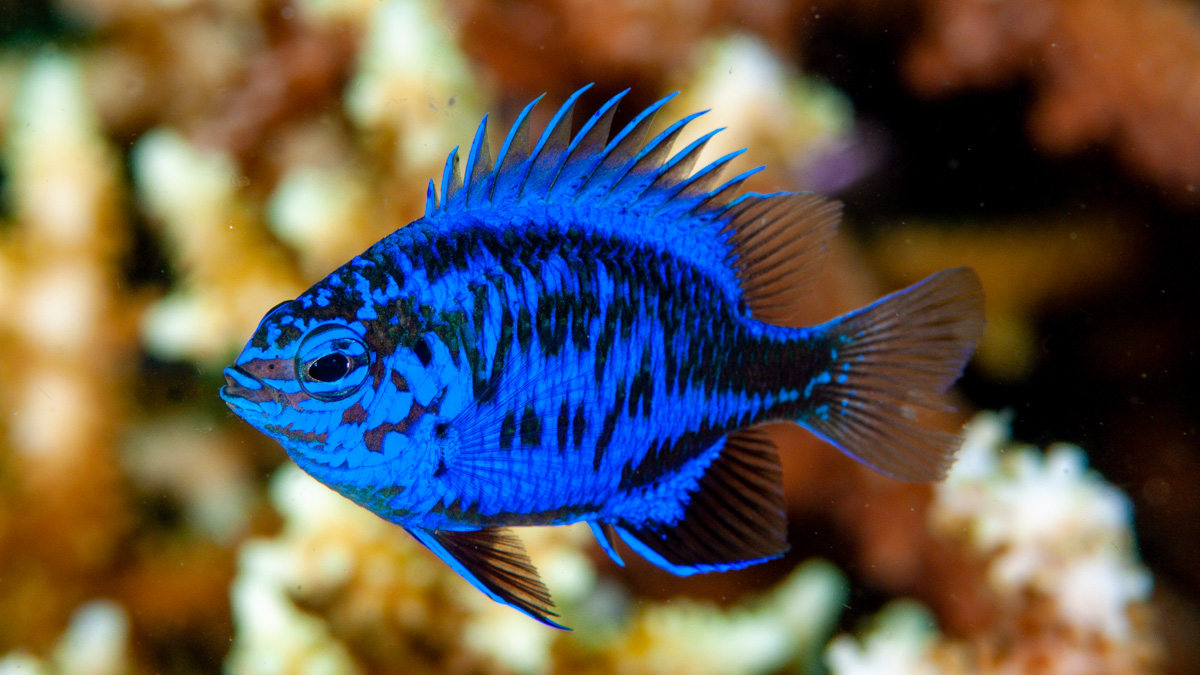 Chrysiptera Springeri (reef safe)