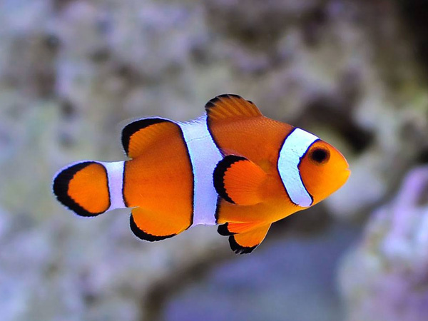 Amphirion ocellaris T.B (tank bred) (reef safe)