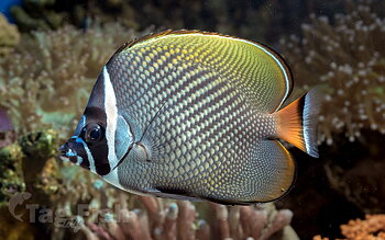 Chaetodon Collare