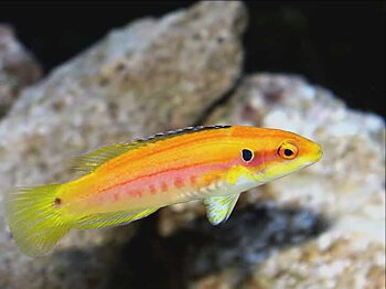 Bodianus Bimaculatus