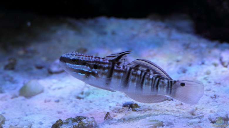 amblygobius stethophthalmus (reef safe)