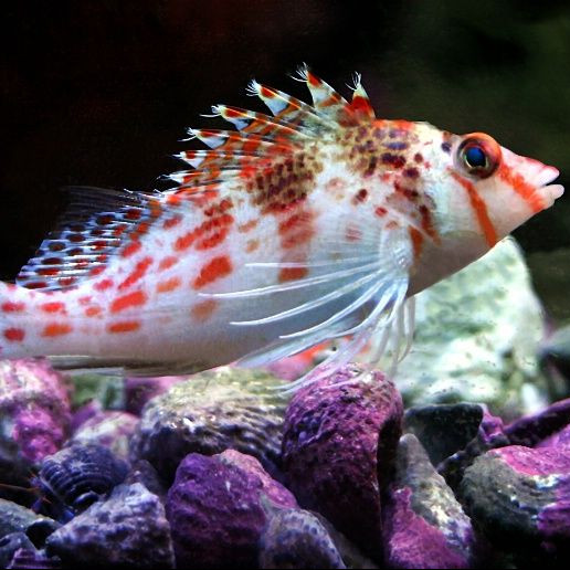 Cirrhitichthys falco (reef safe)