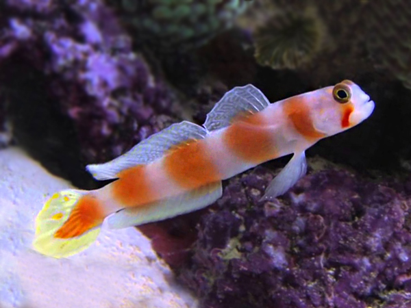 Amblyeleotris aurora (reef safe)