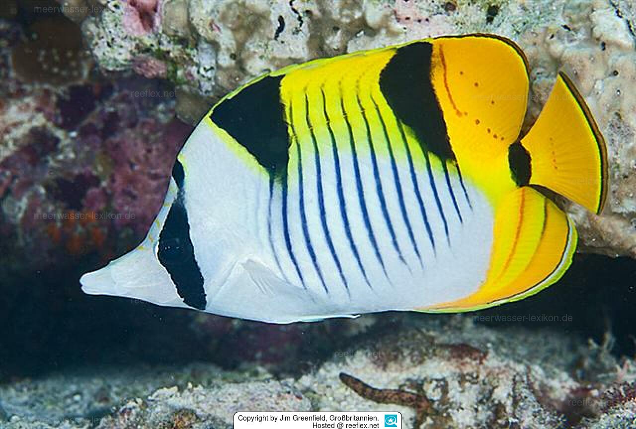Chaetodon Falcula