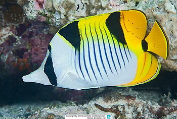 Chaetodon Falcula
