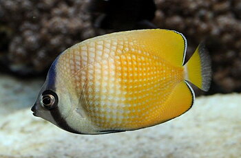 Chaetodon kleinii