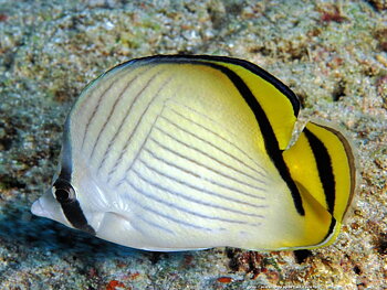 Chaetodon vagabundus