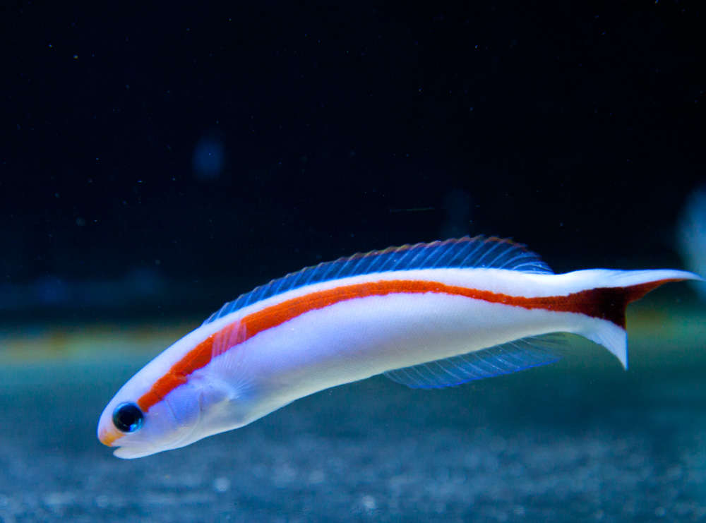 Hoplolatilus Marcosi (reef safe) "Tilefish"