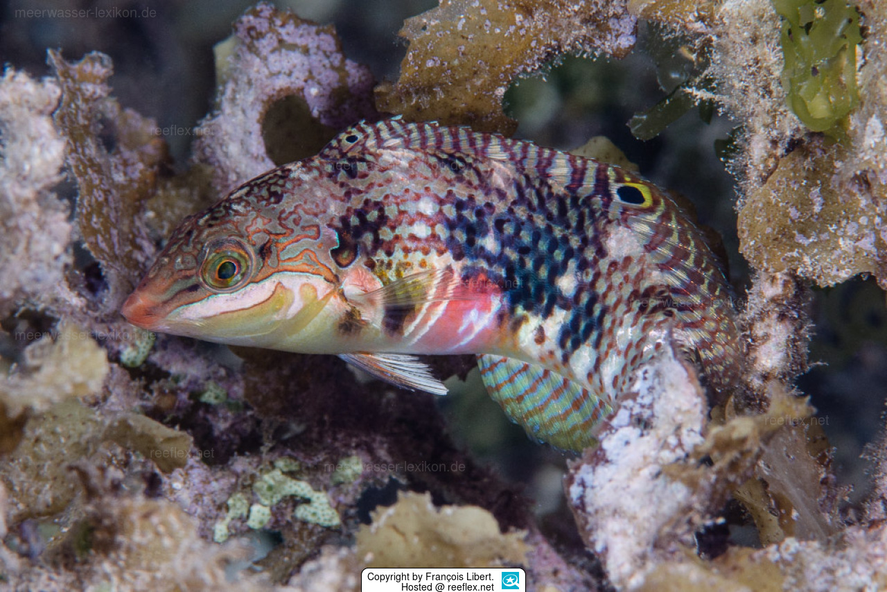 Halichoeres margaritaceus (reef safe)