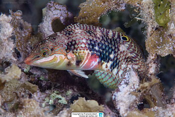 Halichoeres margaritaceus (reef safe)