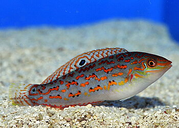 Halichoeres timorensis	