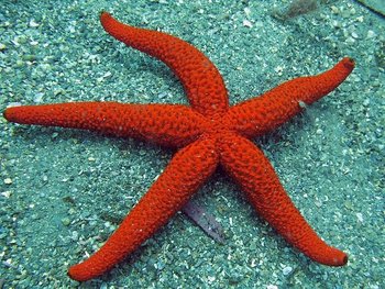 Echinaster sepositus