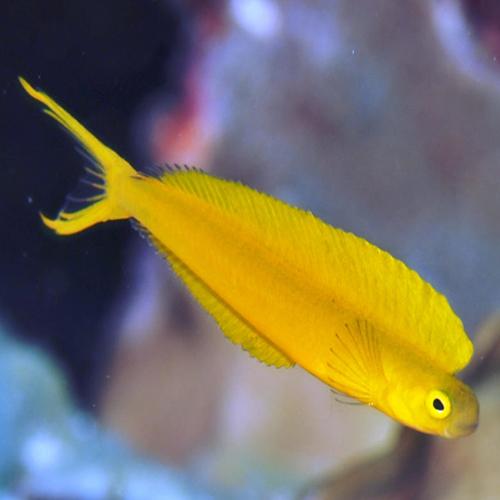 Meiacanthus oualanensis (reef safe)