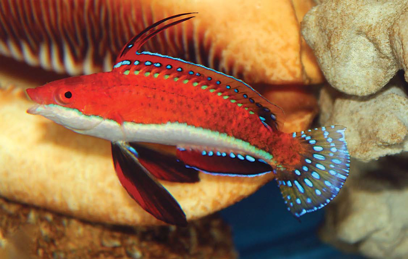 Cirrhilabrus rubriventralis	