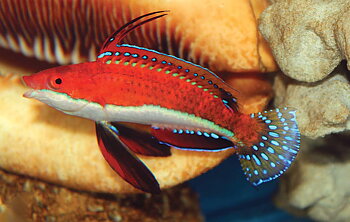 Cirrhilabrus rubriventralis	