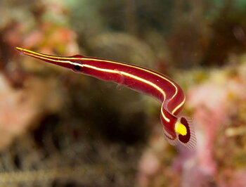 Diademichtys Lineatus (reef safe)