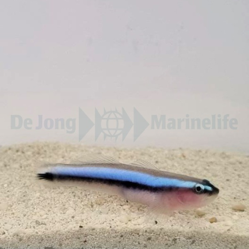 Elacatinus oceanops T.B (odlad)(reef safe)