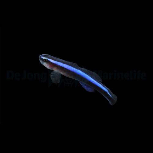 Elacatinus oceanops T.B (odlad)(reef safe) - 2